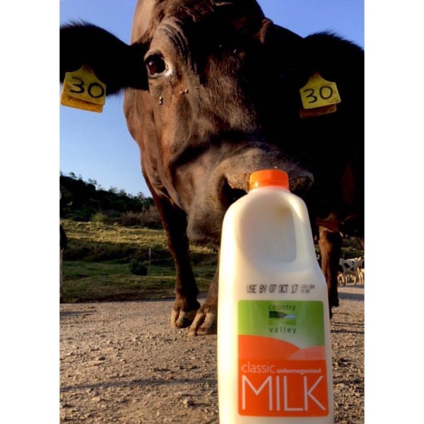 Bottle of milk with cow