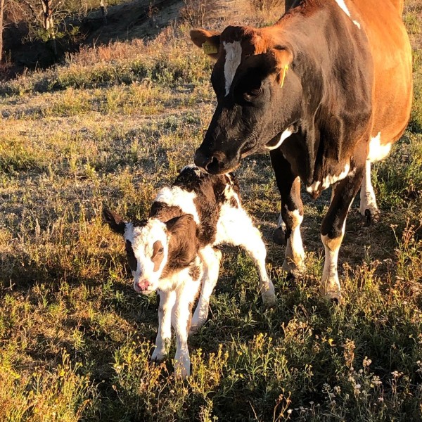 Mother cow and baby calf at Country Valley Farm
