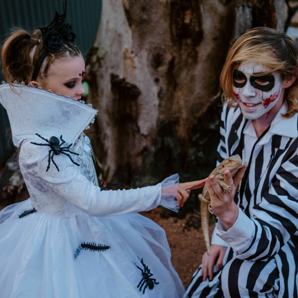 Owloween 