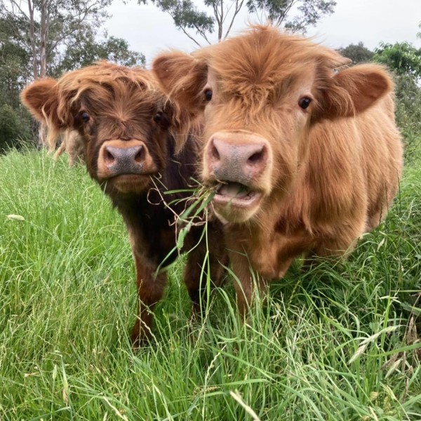 Two highland cows running through the grass