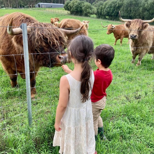 Kids feeding highlands cows at Bon Rean