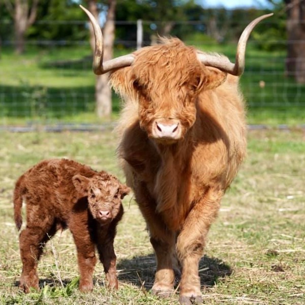 Visit and encounter a highland cow in Wollondilly