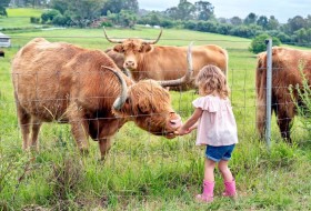 Bon Rean Highland Cows