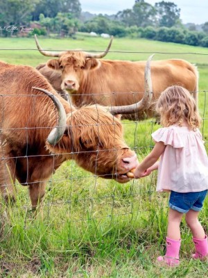 Bon Rean Highland Cows