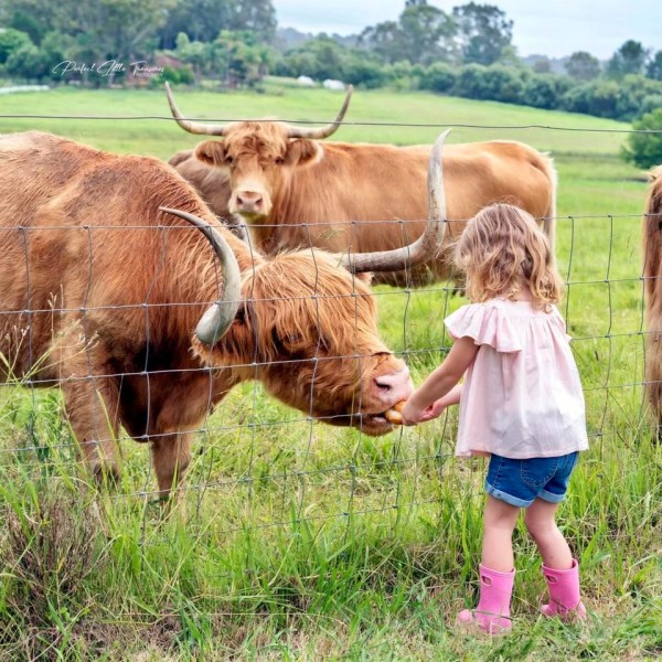 Little girl feeding highland cow