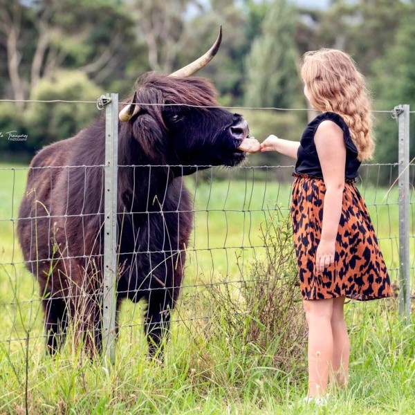 Highland cow experiences in Wollondilly