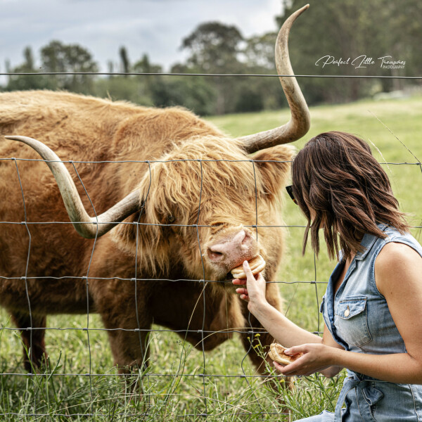 Lady feeding a Highland Cow through the fence