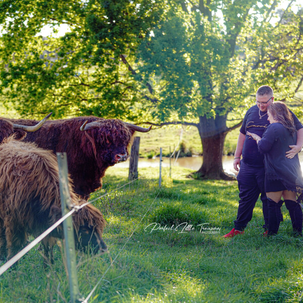 Couple standing with Highland Cows