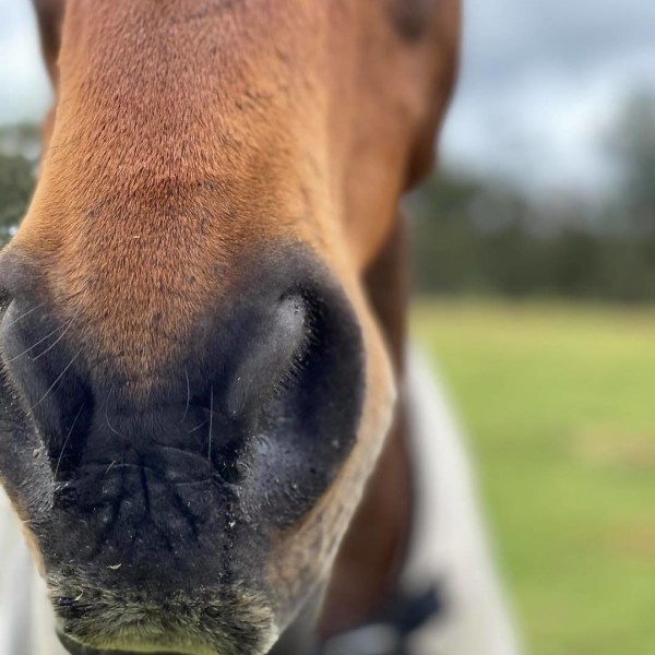 Close up of chestnut horses nose