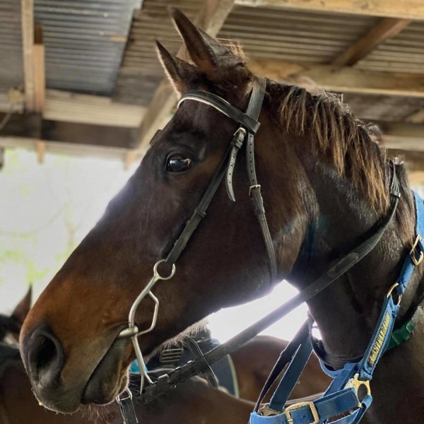 Close up of a dark brown horses face with halter on at Endeavour Park Equestrian Centre