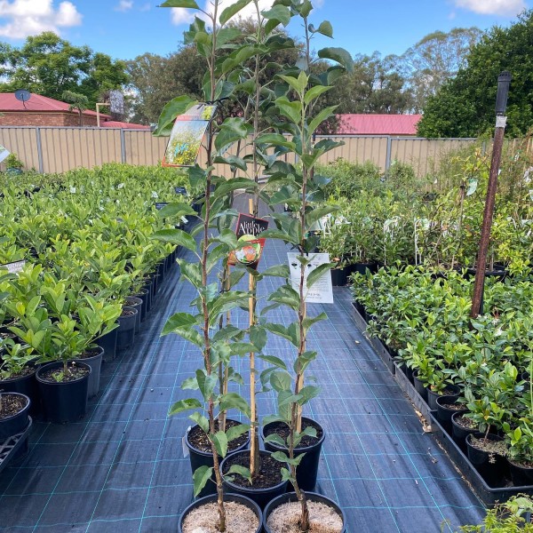 Fruit trees and plants for sale in Wollondilly