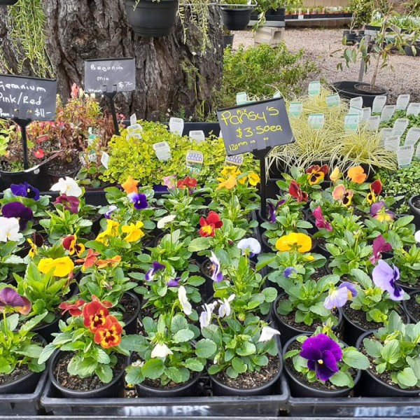 Thirlmere Wholesale Nursery