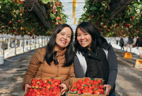Berrylicious Strawberries 