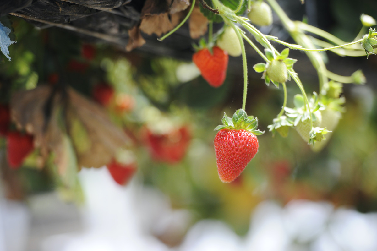 Featured image of post Berrylicious Strawberries 200B W Parade Thirlmere Nsw 2572 43a chalker street thirlmere nsw 2572