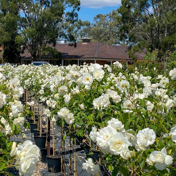 White rose bushes at Downes Wholesale Nursery