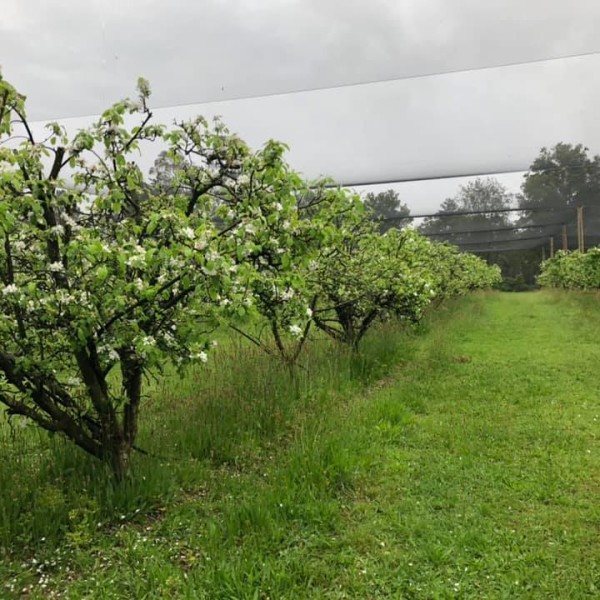Apple Trees at Top Forty Orchard
