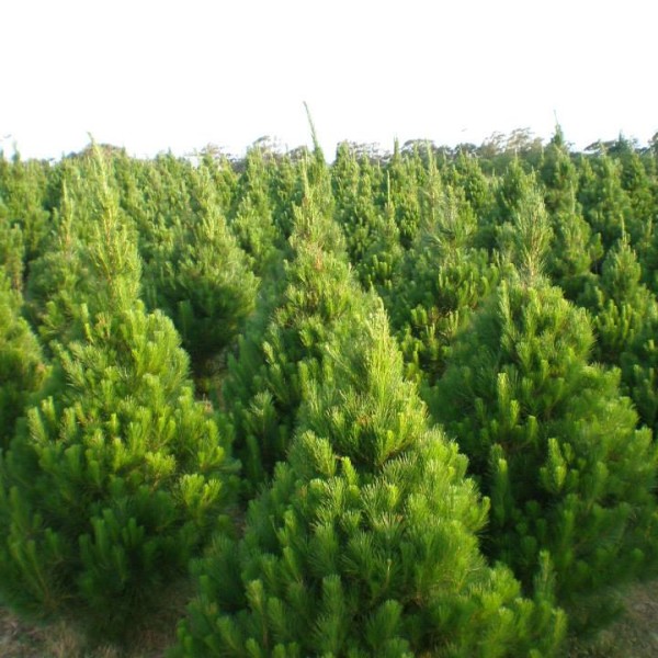 Wollondilly Christmas Tree Farm