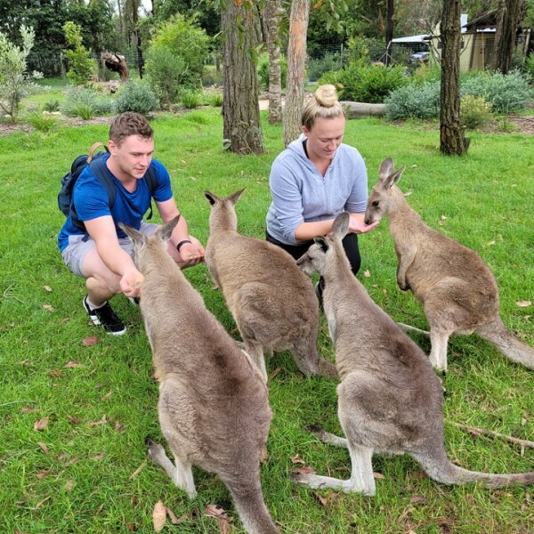 Couple feeding wallabies