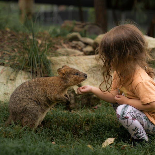 Girl feeding friendly Quokka at Wildlife Sanctuary