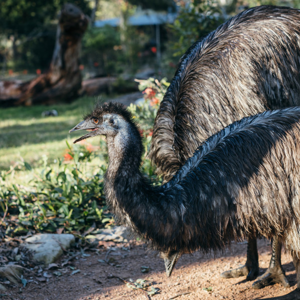 Australian Wildlife Sanctuary Emus