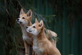 Bargo Dingo Sanctuary