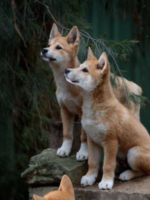 Bargo Dingo Sanctuary