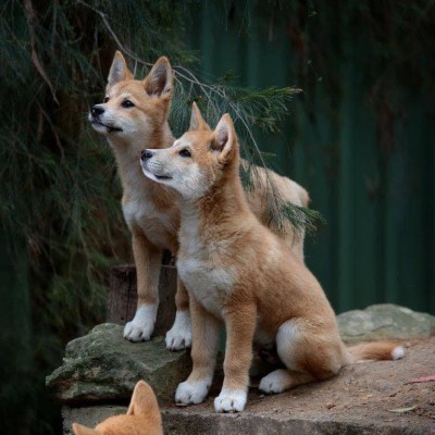 Bargo Dingo Sanctuary