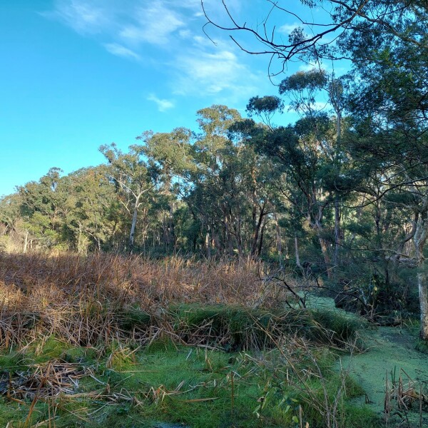 Lin Gordon Reserve.