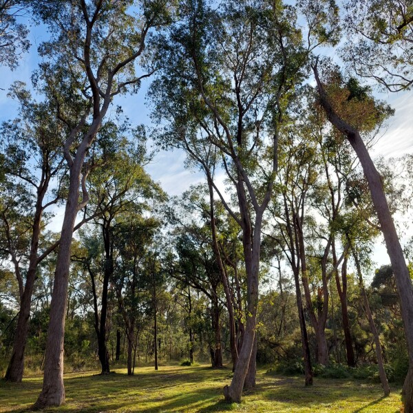 Lin Gordon Reserve