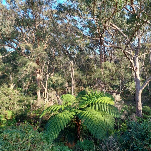 Lin Gordon Reserve 