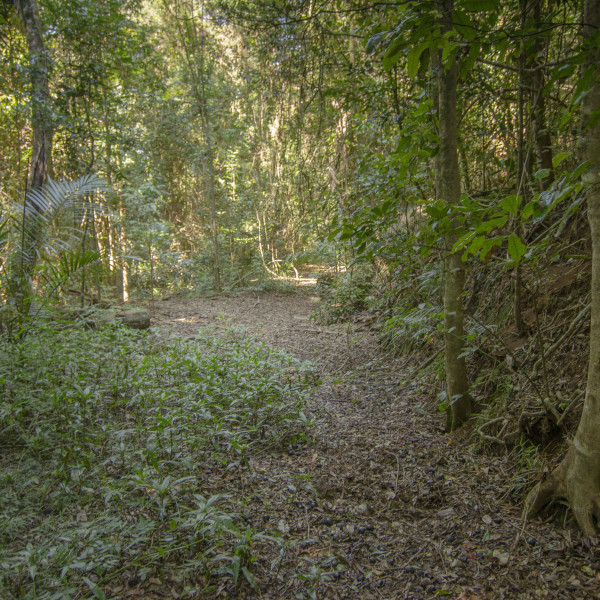 Nattai National Park Forest