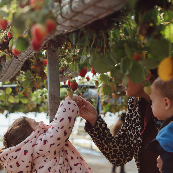 Family picking strawberries at Berrylicious