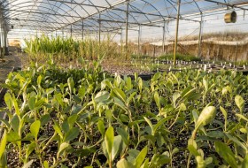 Downes Wholesale Nursery