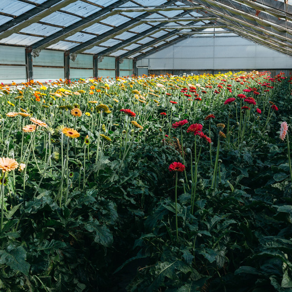 Inside the greenhouse shed at Thornton Bros