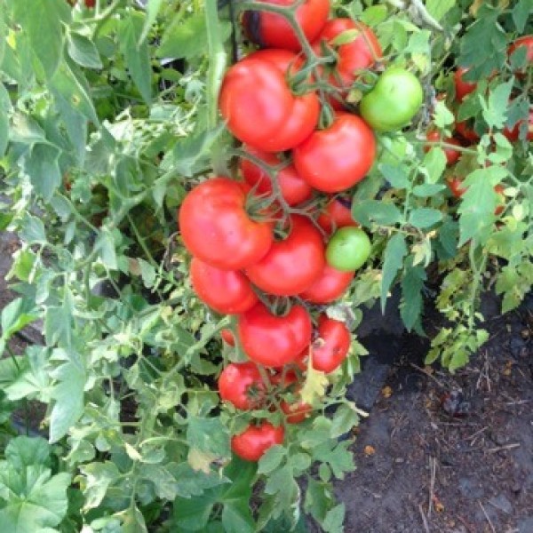Tomato plant with fresh produce ready to pick 