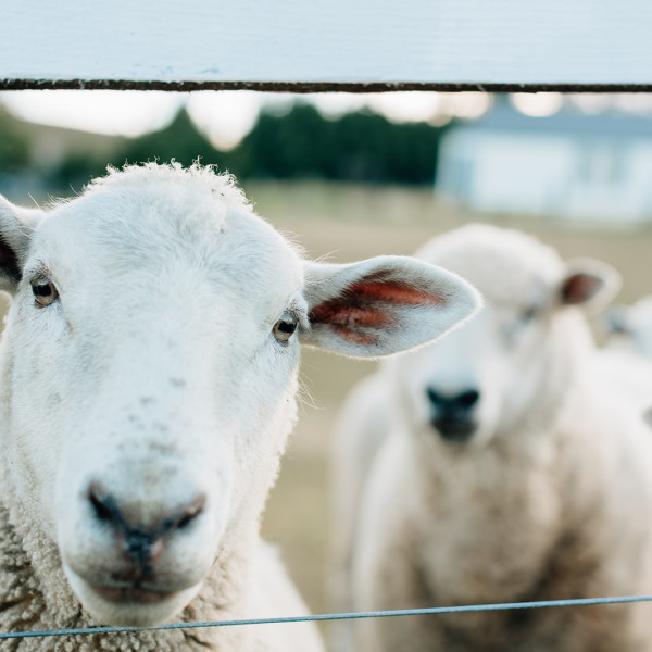 Friendly Sheep at The Cottage Picton