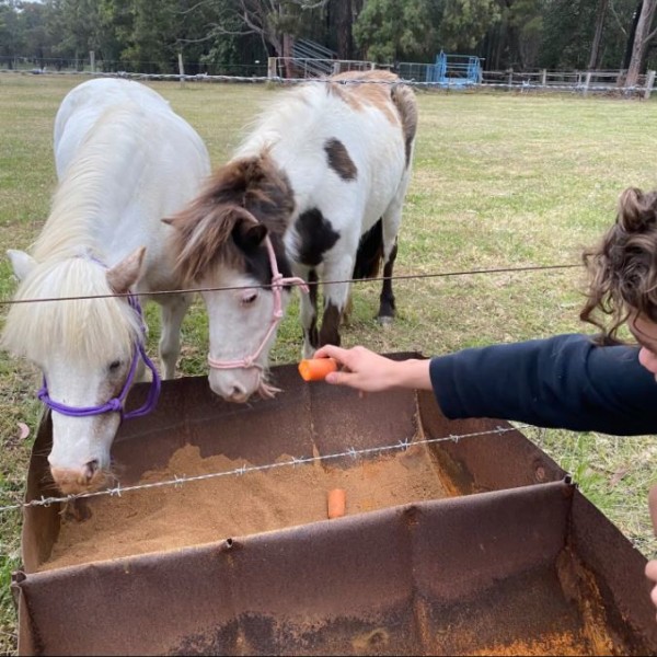 Child feeding carrots to the horses at Werri Berri Estate