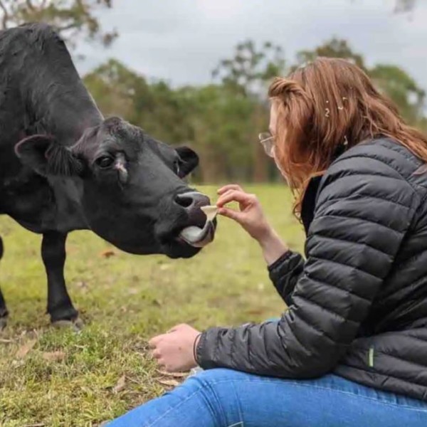 Guest feeding the friendly cows at Werri Berri Estate