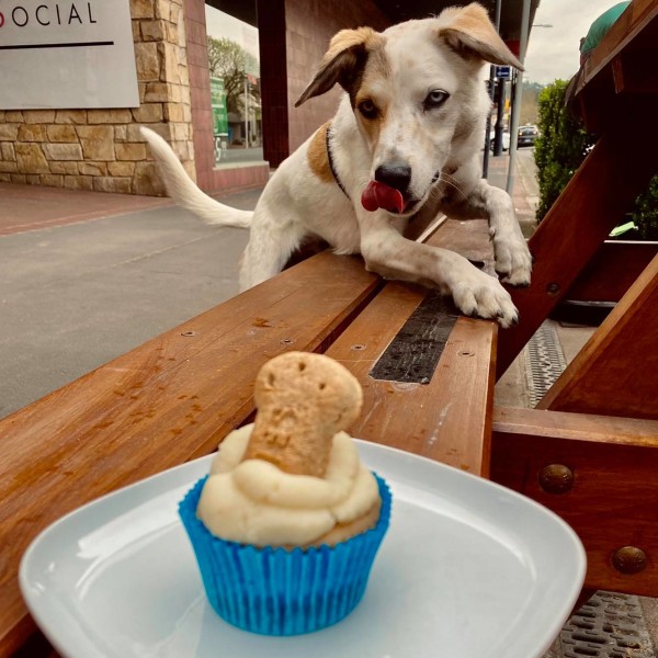 Dog eyeing off Special doggie cup cake