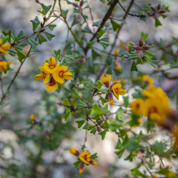 Wildflower, Nattai National Park - Photographer John Spencer/DPIE