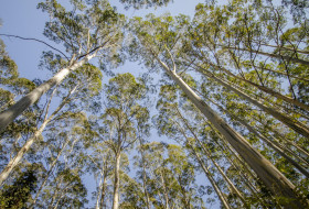 Couridjah Corridor Walk