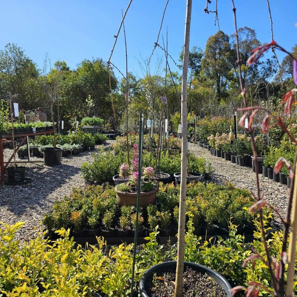 Red Leaf Nursery Douglas Park K McGuinness 9