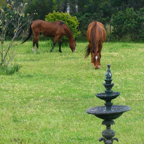 Horses at Full Circle Farm 