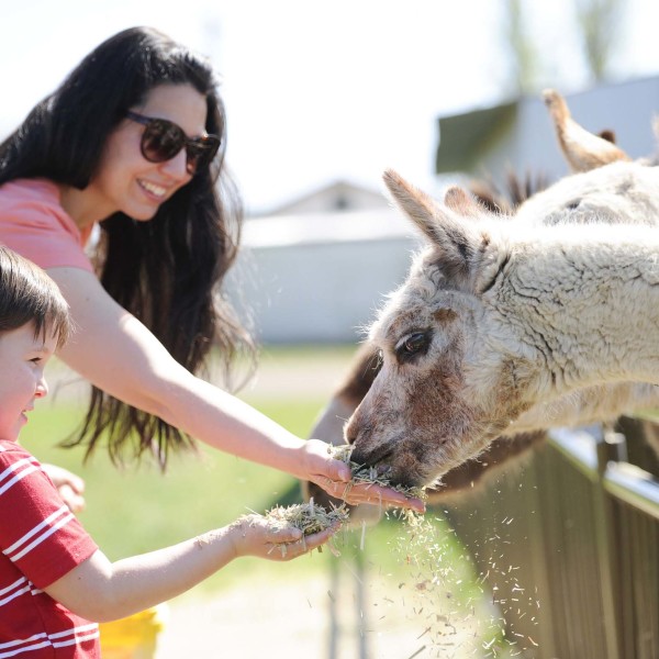 Mowbray Park Farm